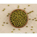 Mung Bean Vs Green Bean